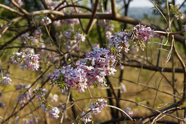 Faune et flore-001